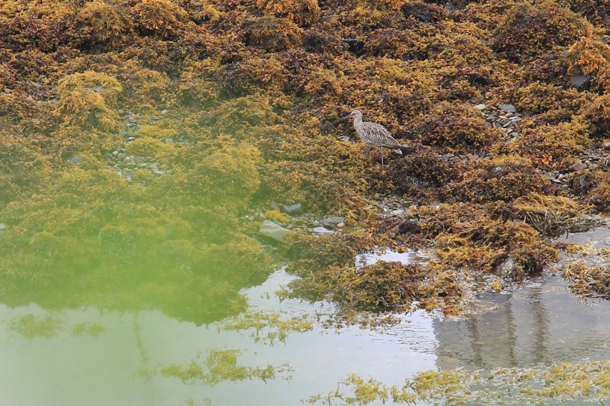 大杓鷸 - ML644630741