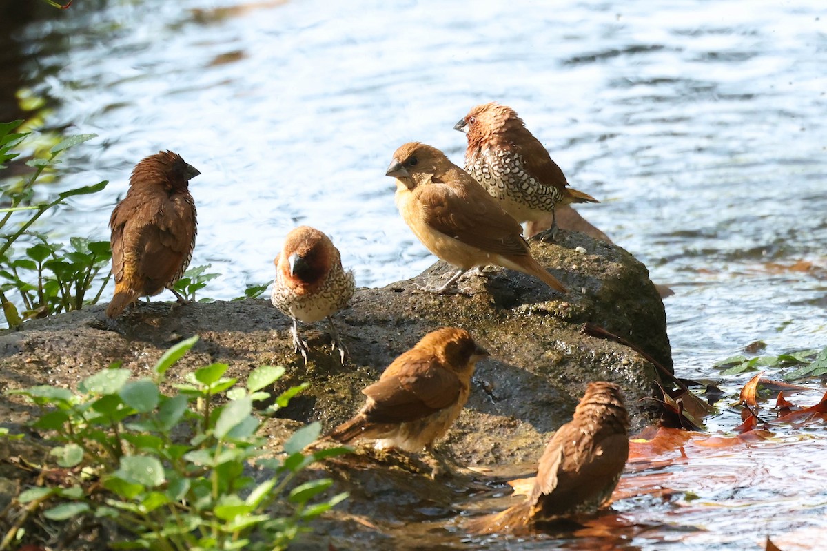 斑文鳥 - ML644630743