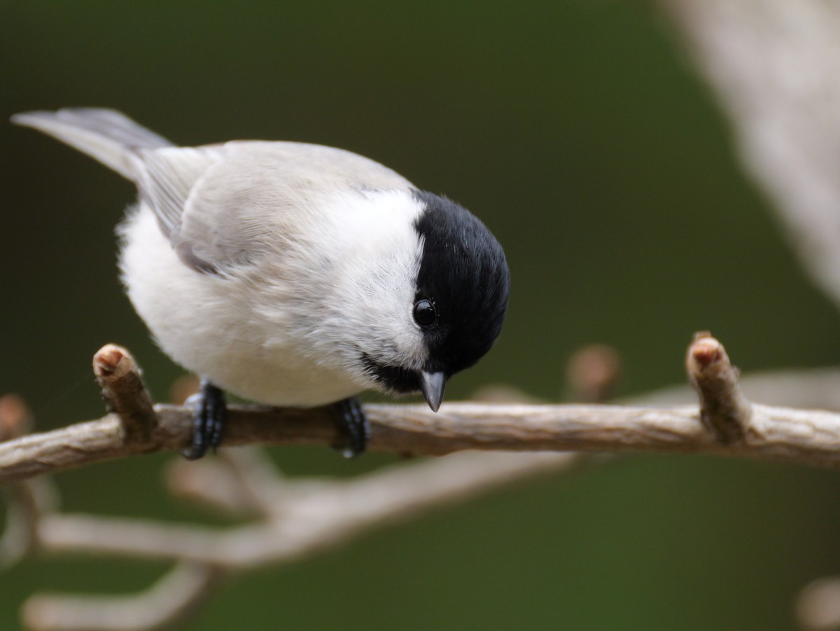 Marsh Tit - ML644630745