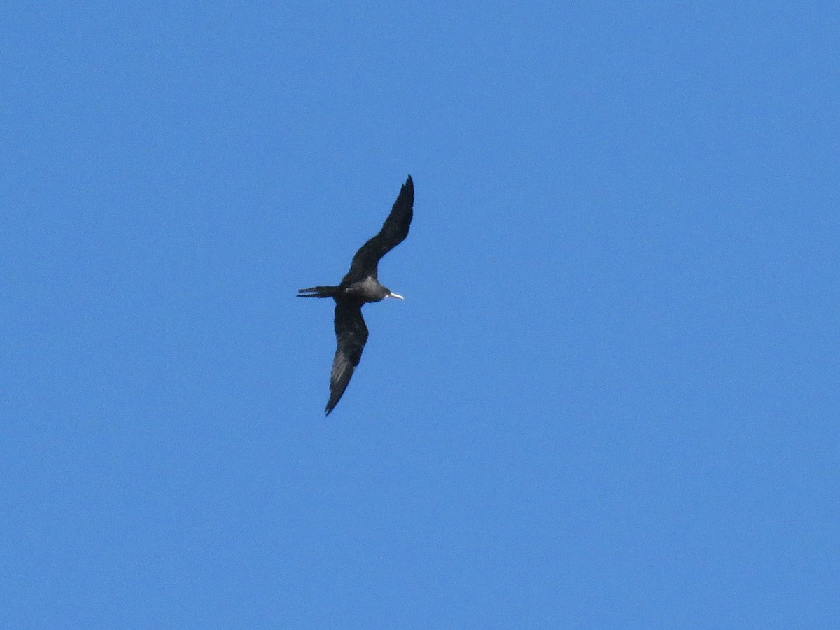 Magnificent Frigatebird - ML644630746