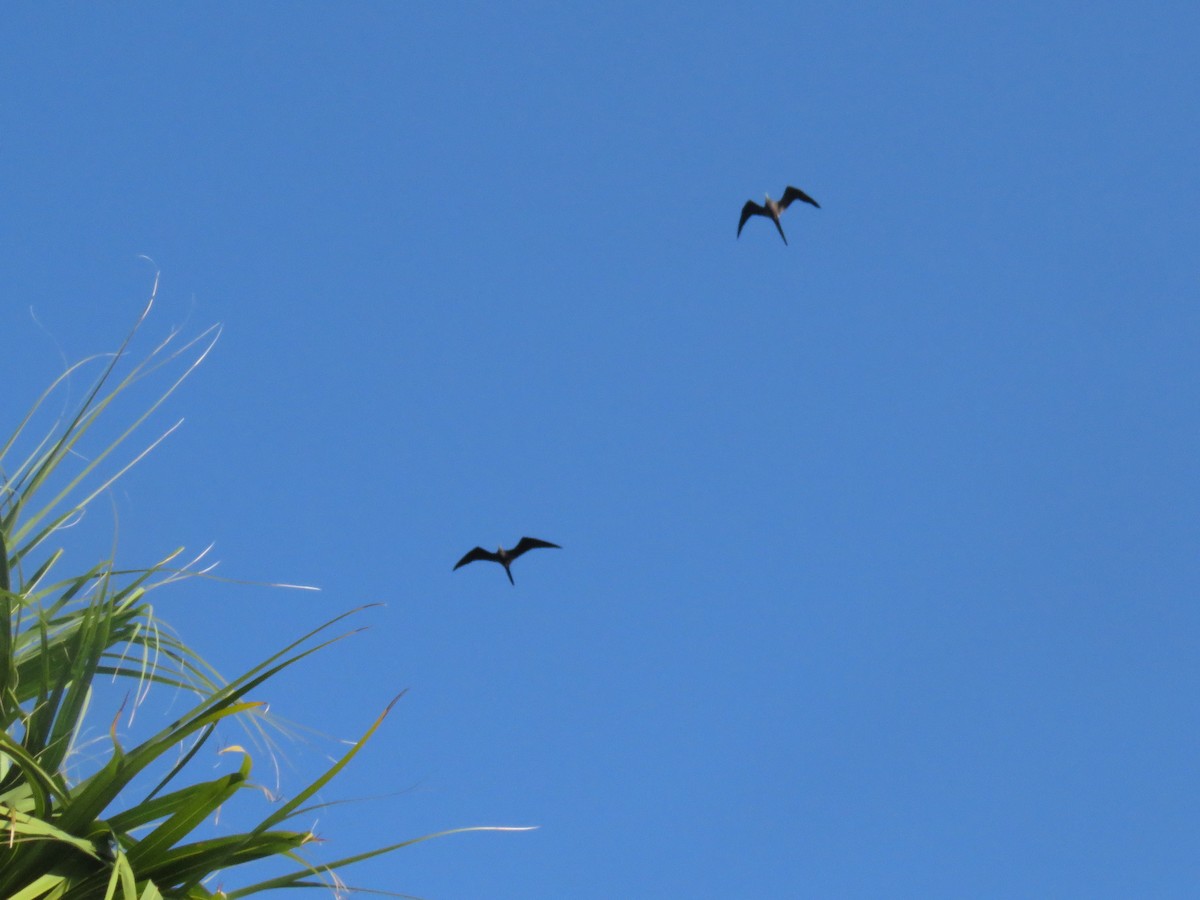 Magnificent Frigatebird - ML644630747