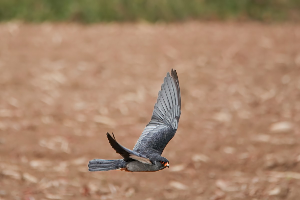 紅腳隼 - ML644630748