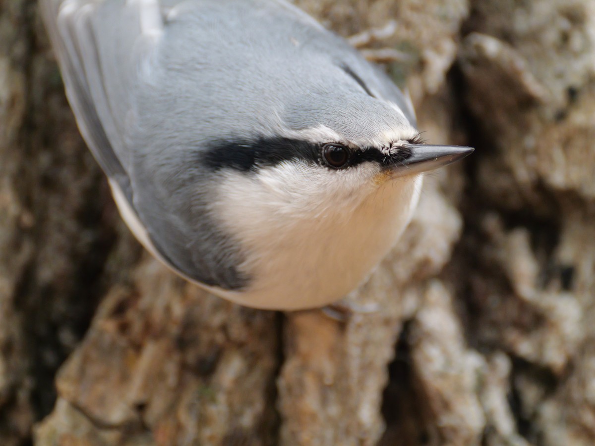 茶腹鳾 - ML644630749