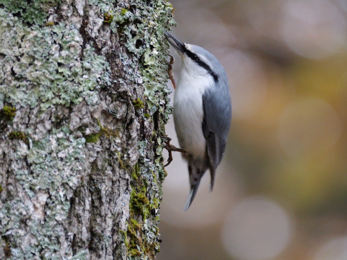 茶腹鳾 - ML644630750