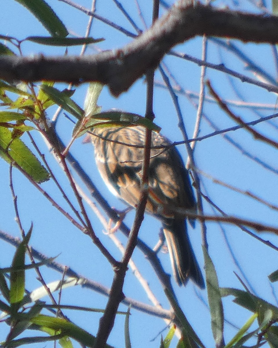 Vesper Sparrow - ML644630751