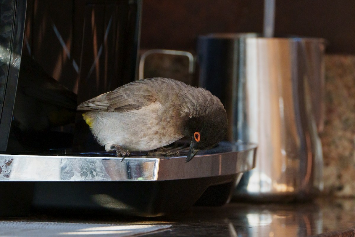 Black-fronted Bulbul - ML644630753