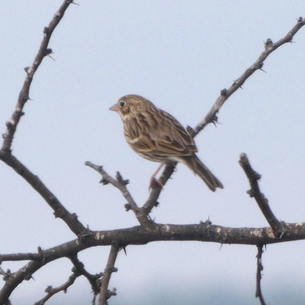 Vesper Sparrow - ML644630754