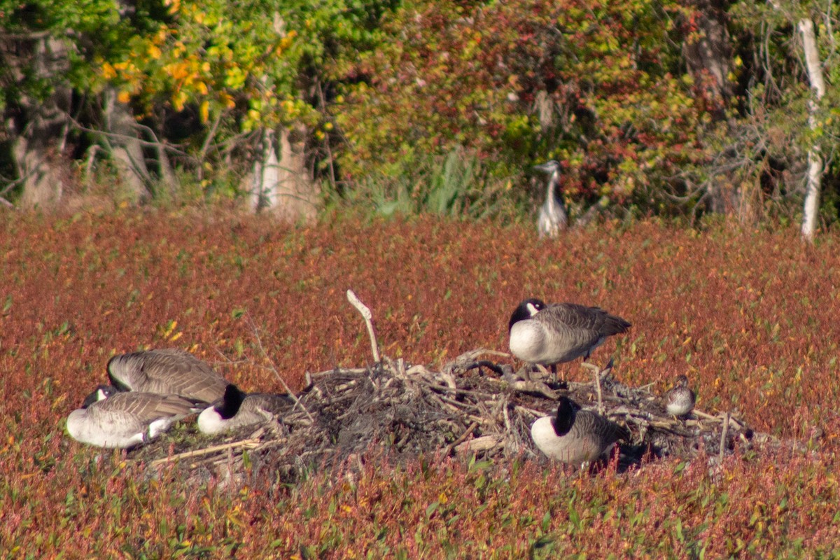 Canada Goose - ML644630755
