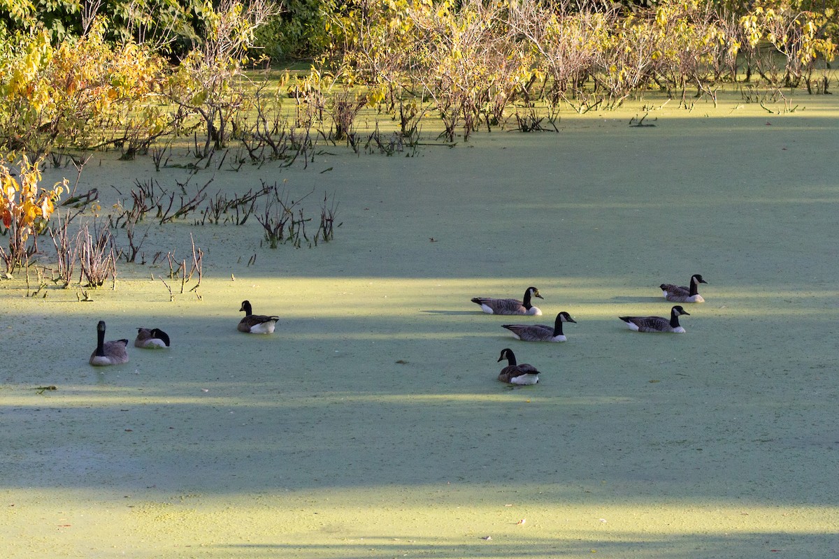 Canada Goose - ML644630756