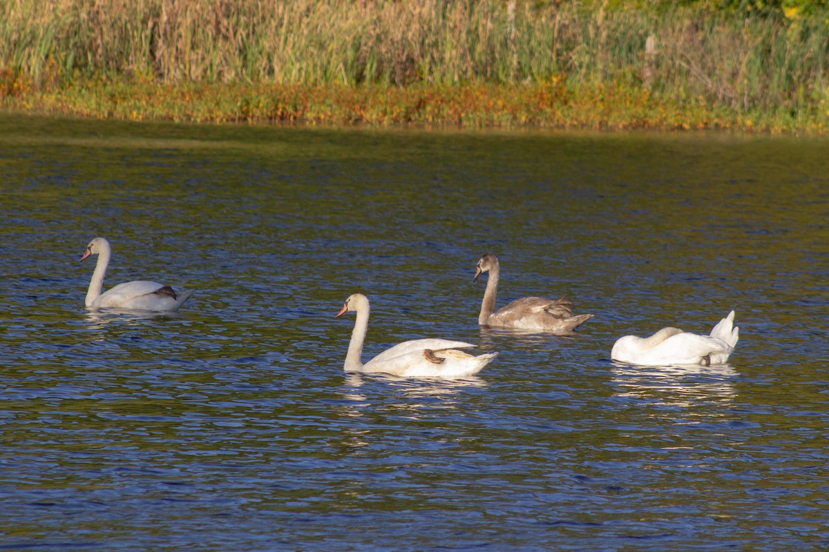 疣鼻天鵝 - ML644630758
