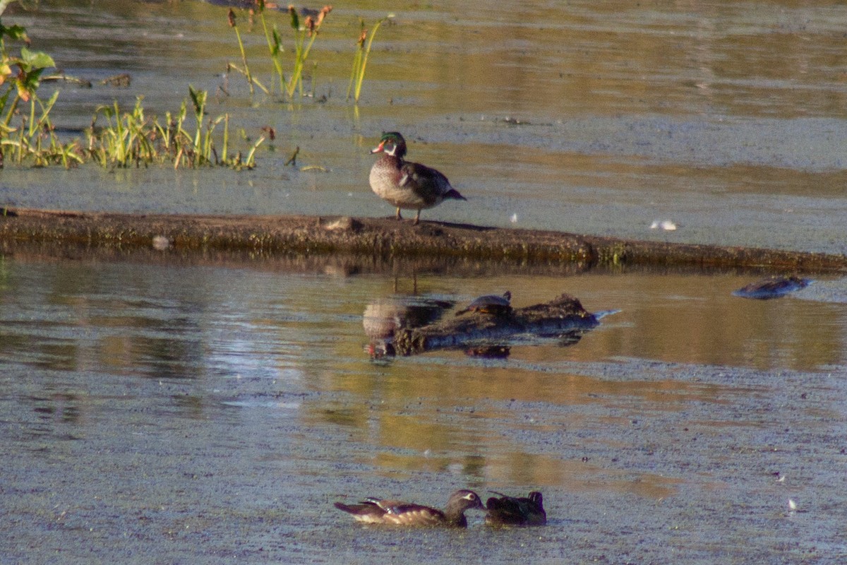 美洲鴛鴦 - ML644630761