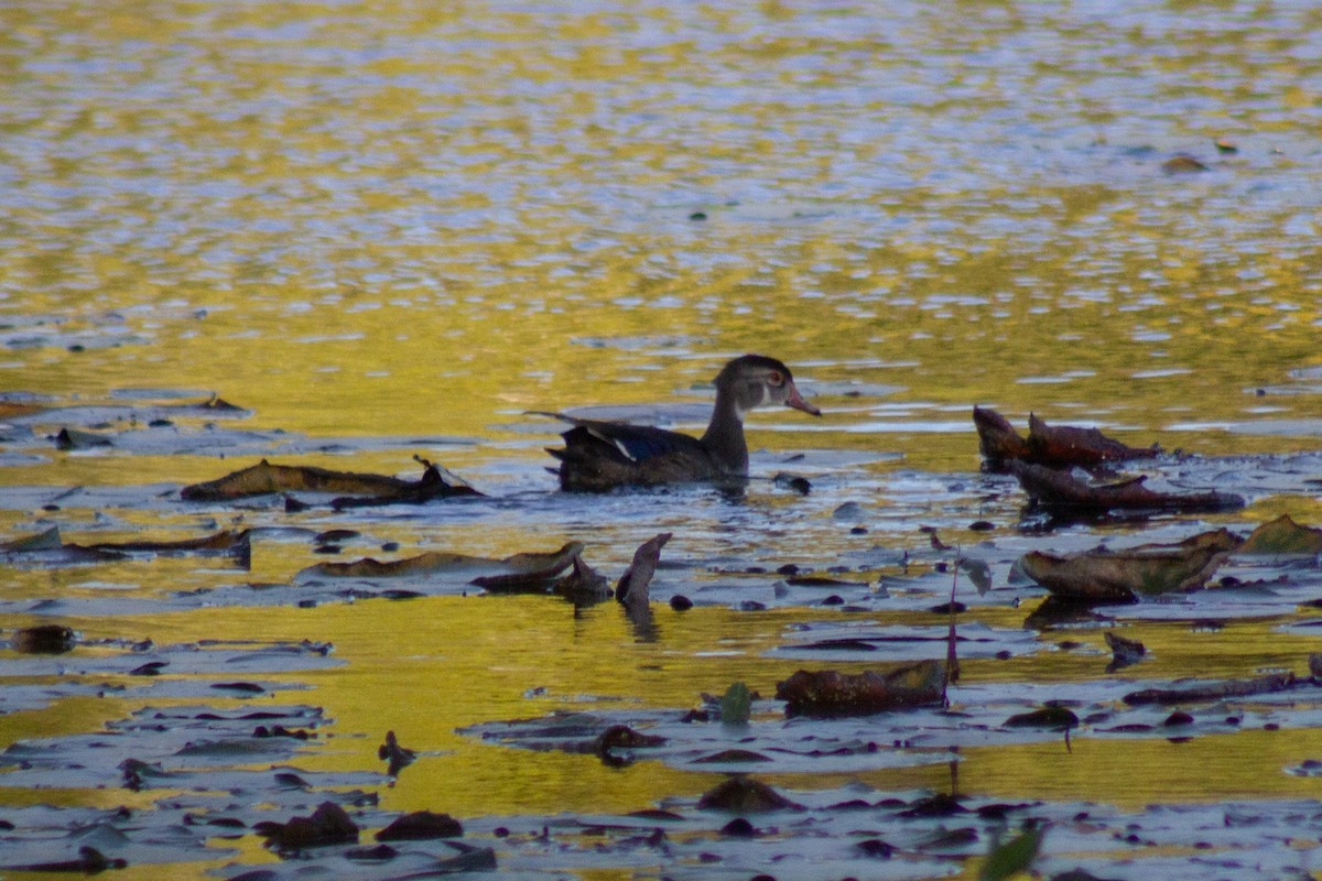 美洲鴛鴦 - ML644630762