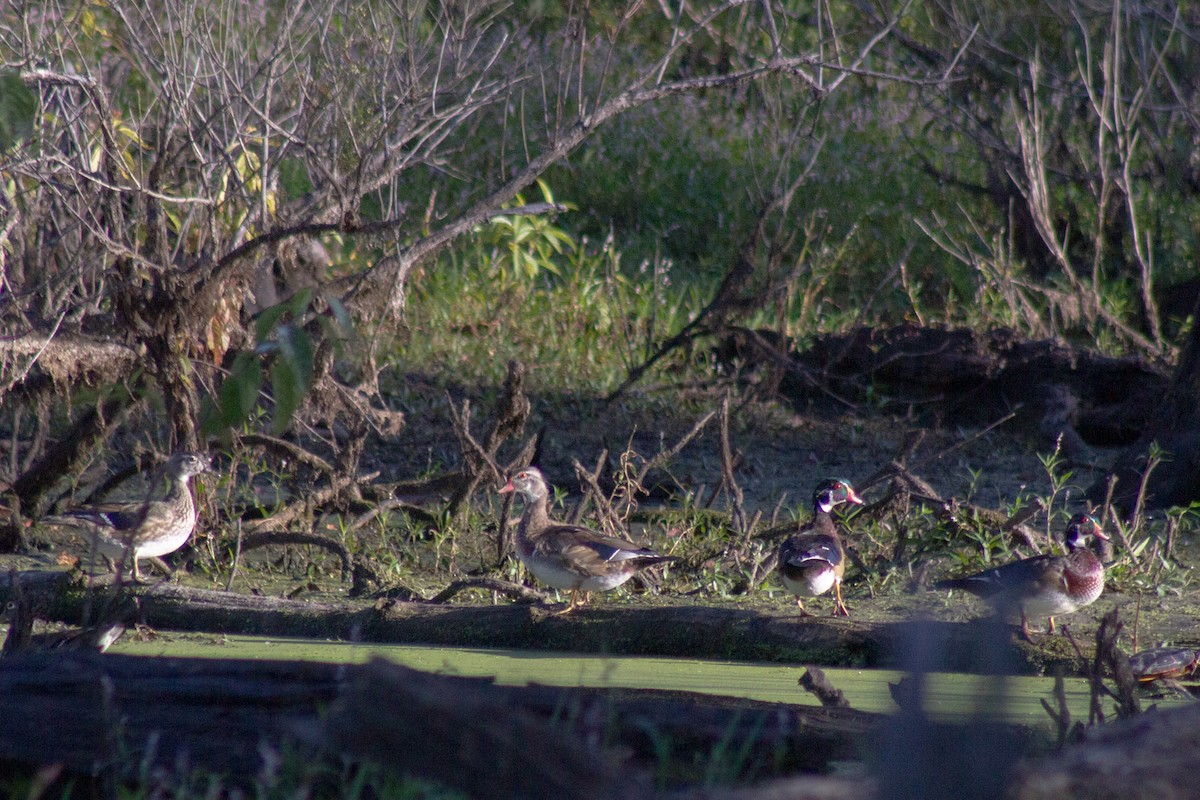 美洲鴛鴦 - ML644630763