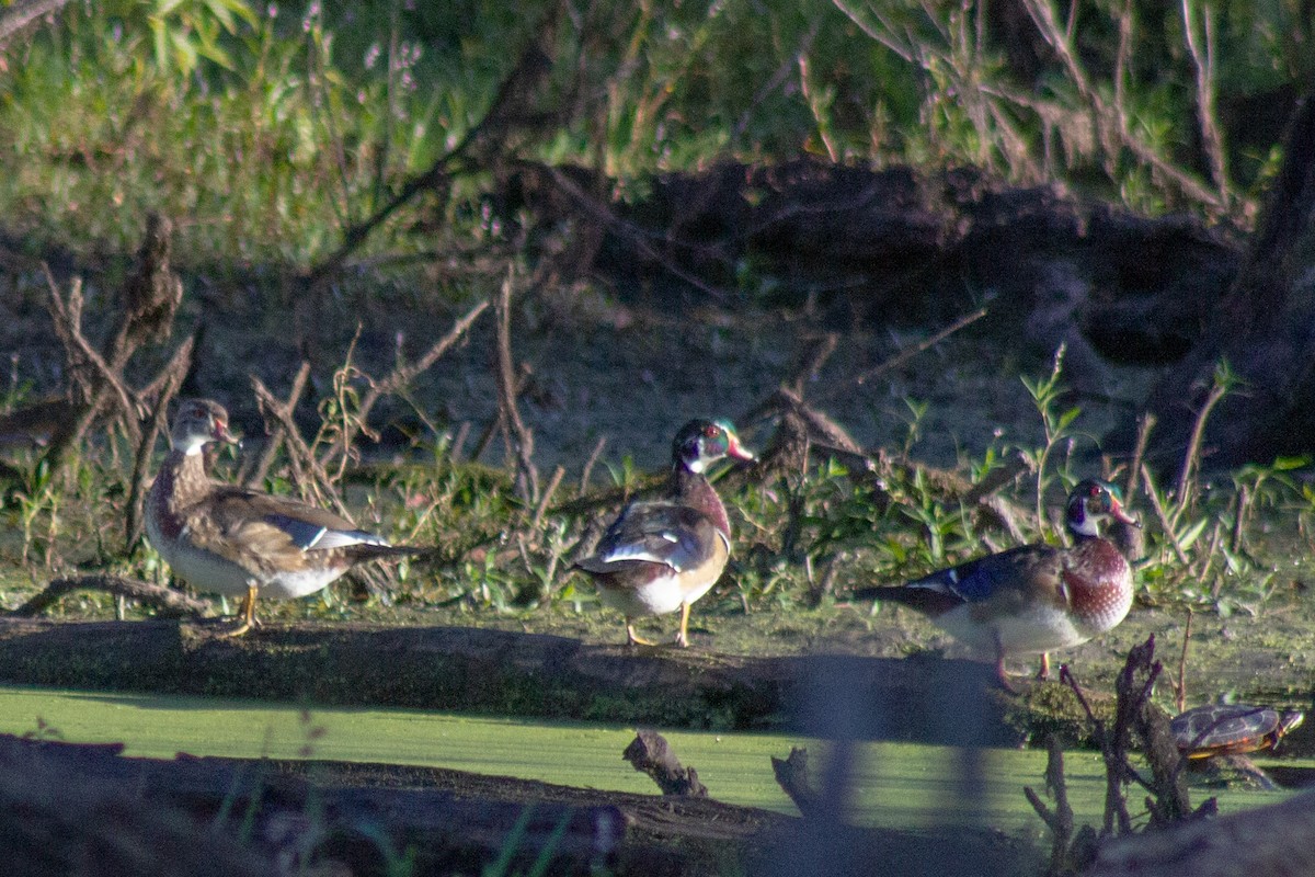 美洲鴛鴦 - ML644630764