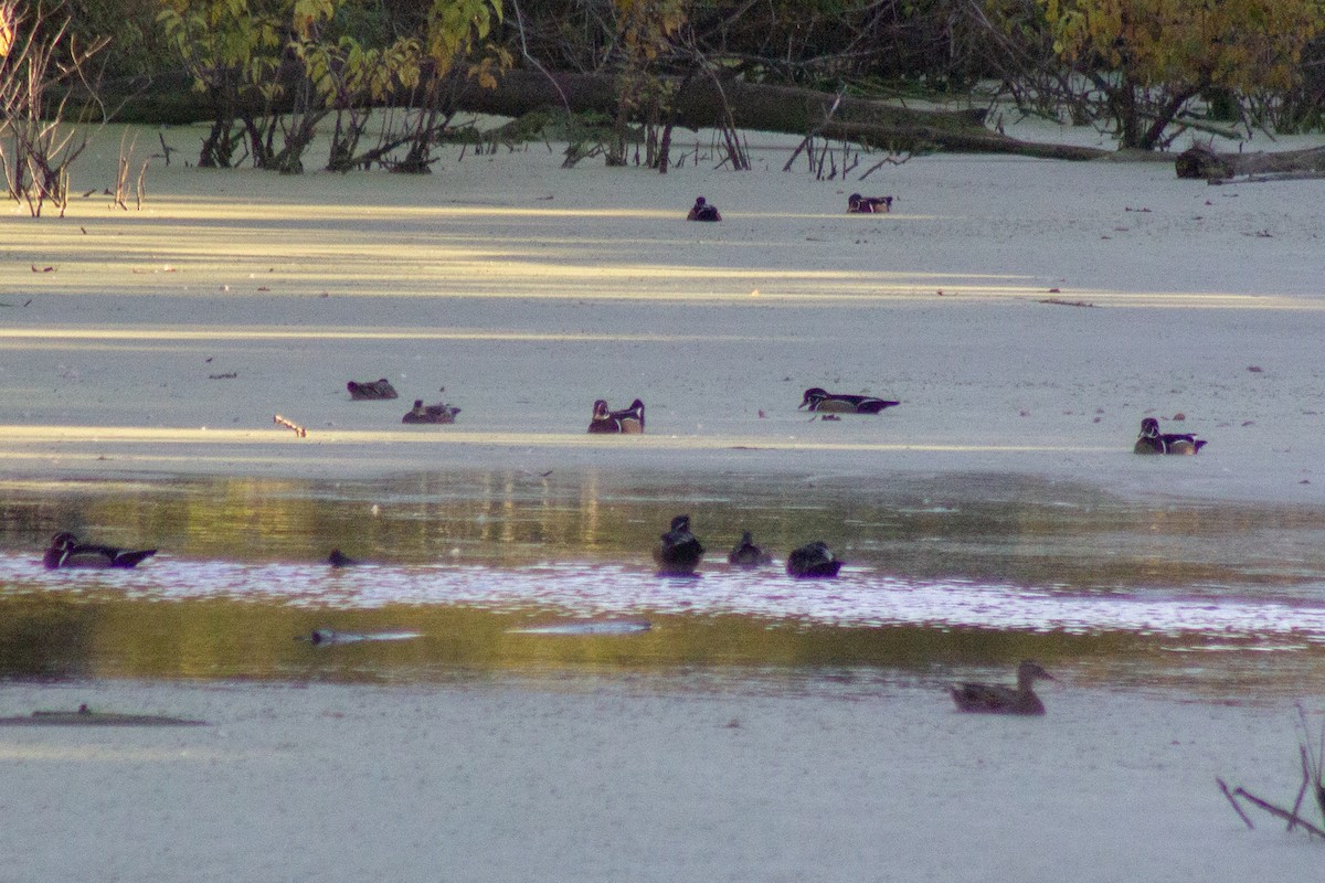 美洲鴛鴦 - ML644630765