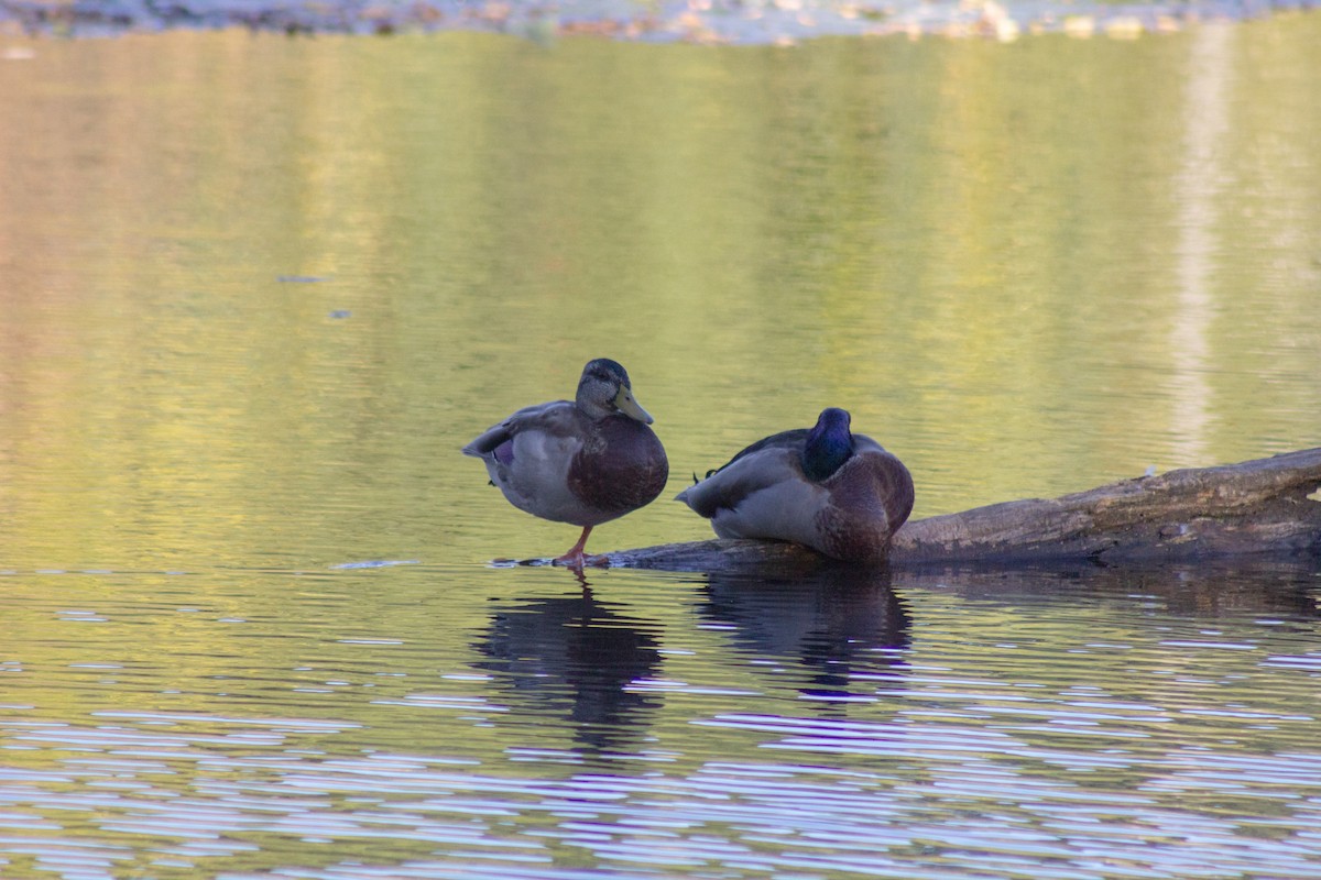 stokkand - ML644630768