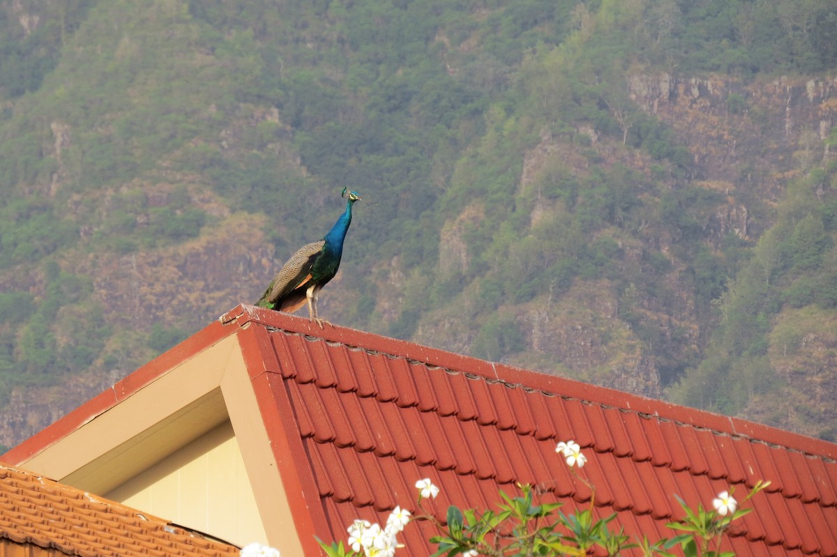 Indian Peafowl - ML644630776