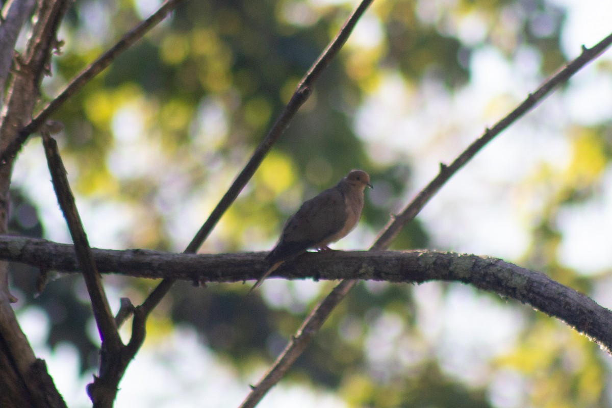Mourning Dove - ML644630777