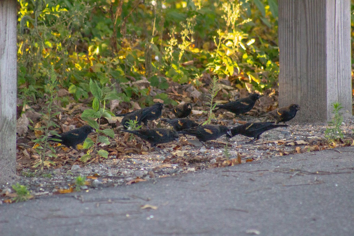 Red-winged Blackbird - ML644630780