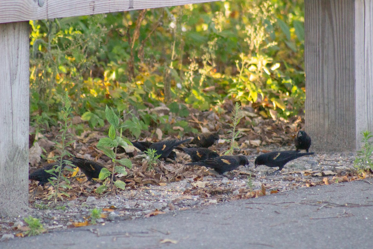 Red-winged Blackbird - ML644630781