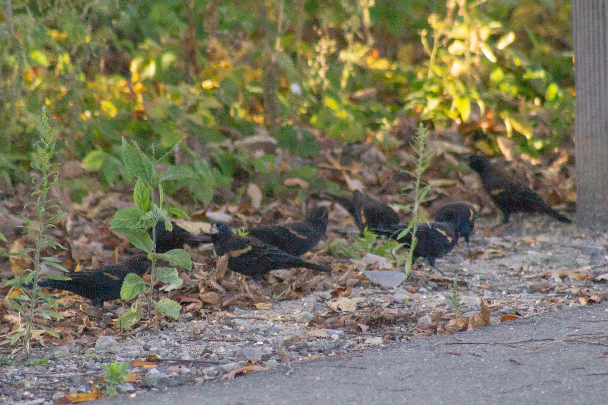 Red-winged Blackbird - ML644630782