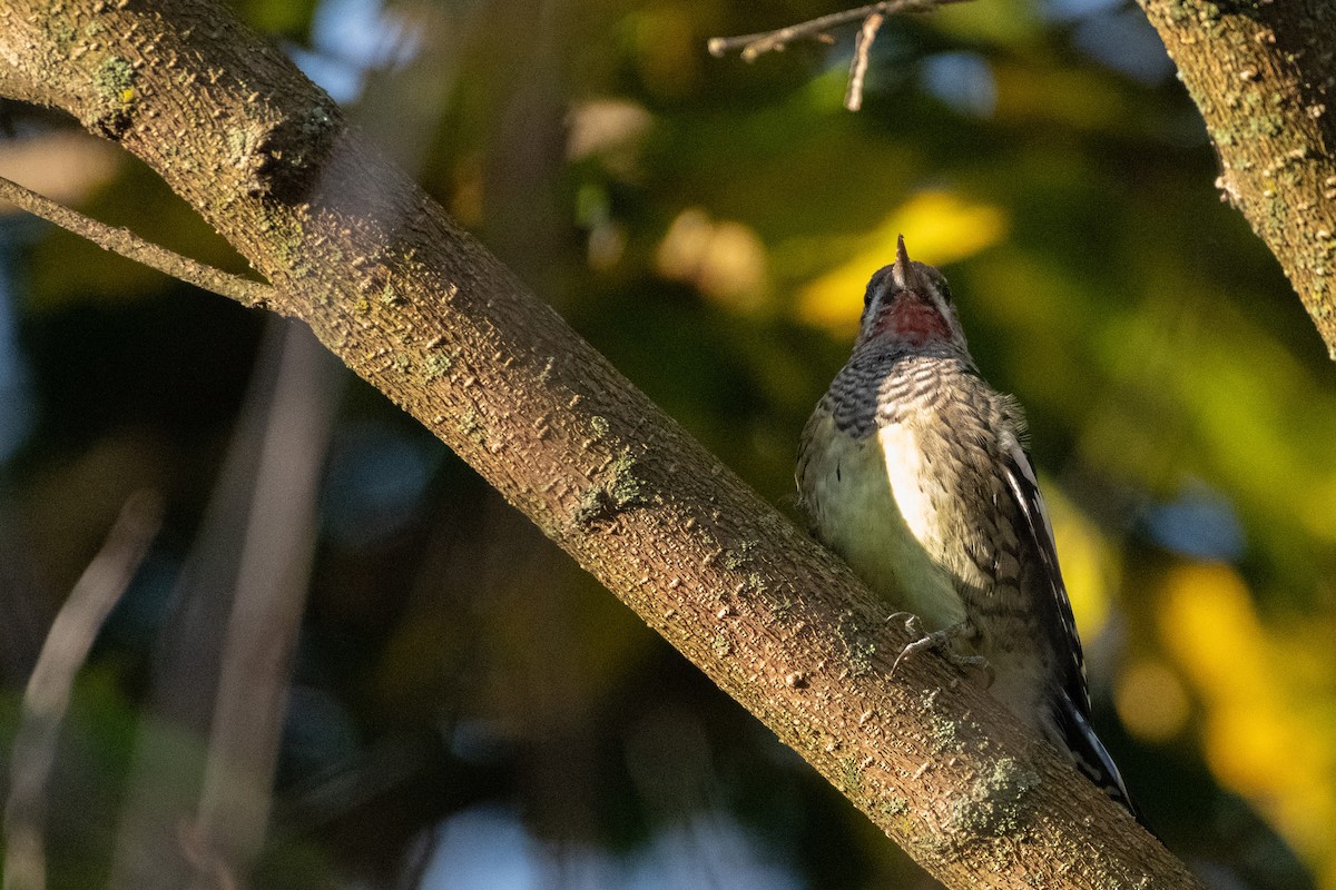 Yellow-bellied Sapsucker - ML644630802