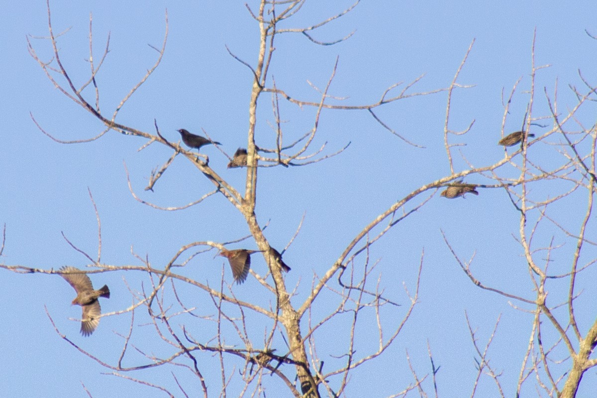 Common Grackle - ML644630803