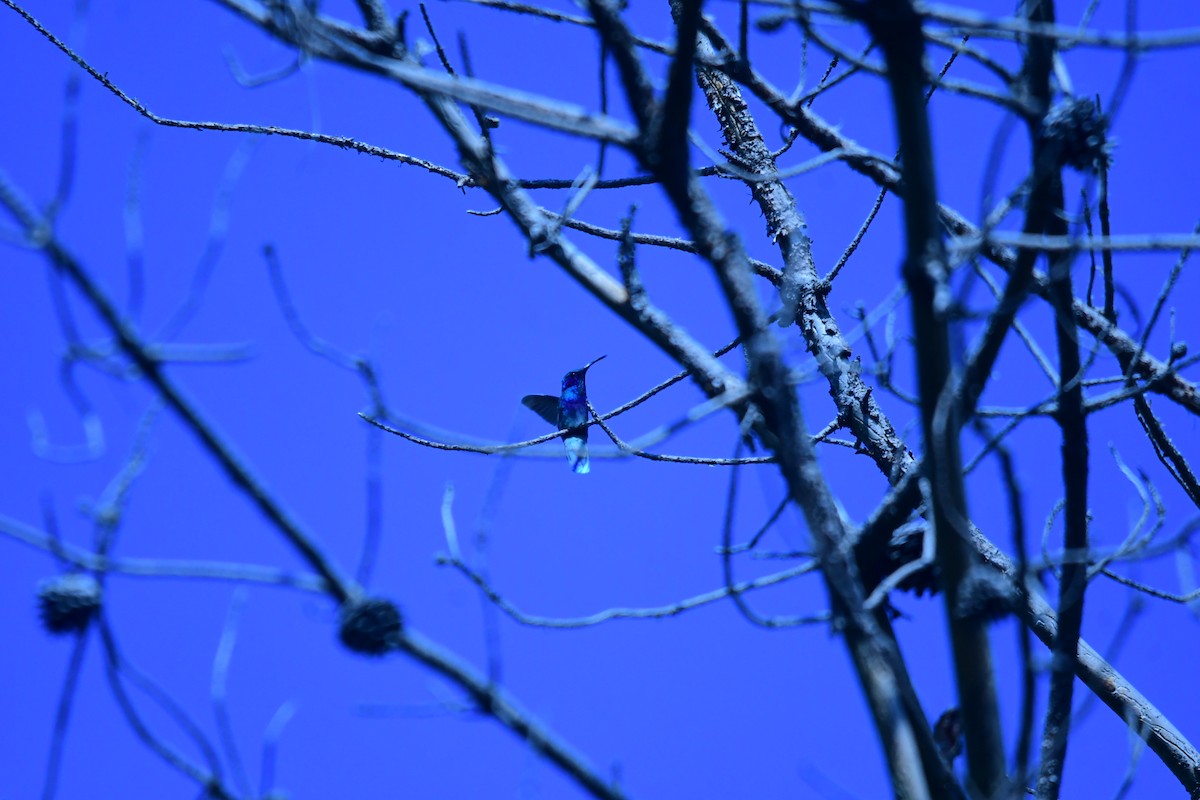 Colibrí Verdemar Mexicano - ML644630804