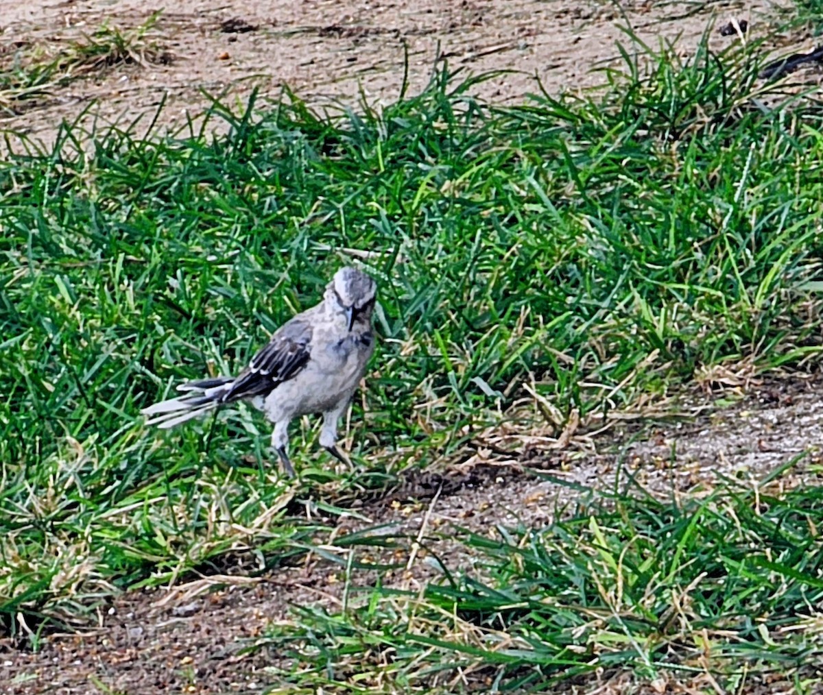 Tropical Mockingbird - ML644630805