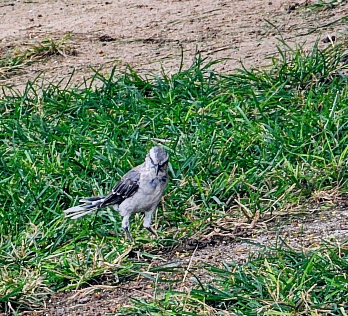 Tropical Mockingbird - ML644630806