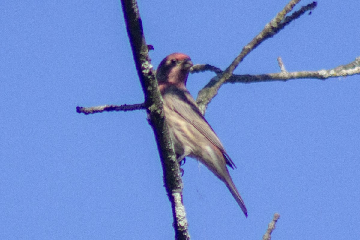 husrosenfink - ML644630807