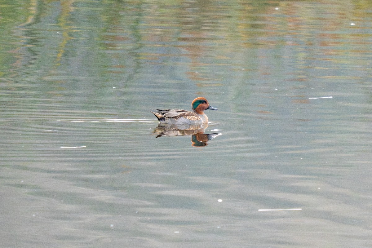 Green-winged Teal - ML644630808