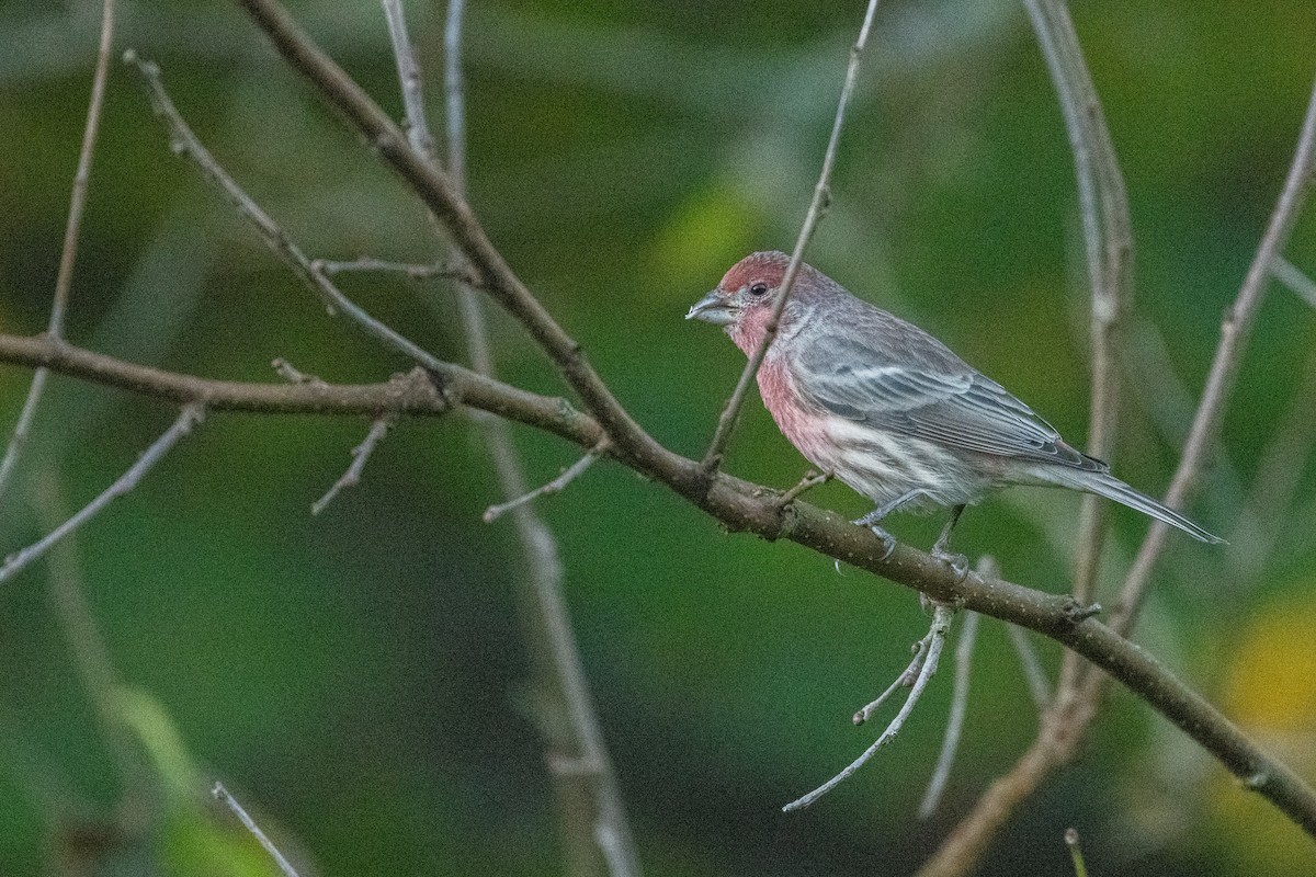 husrosenfink - ML644630817