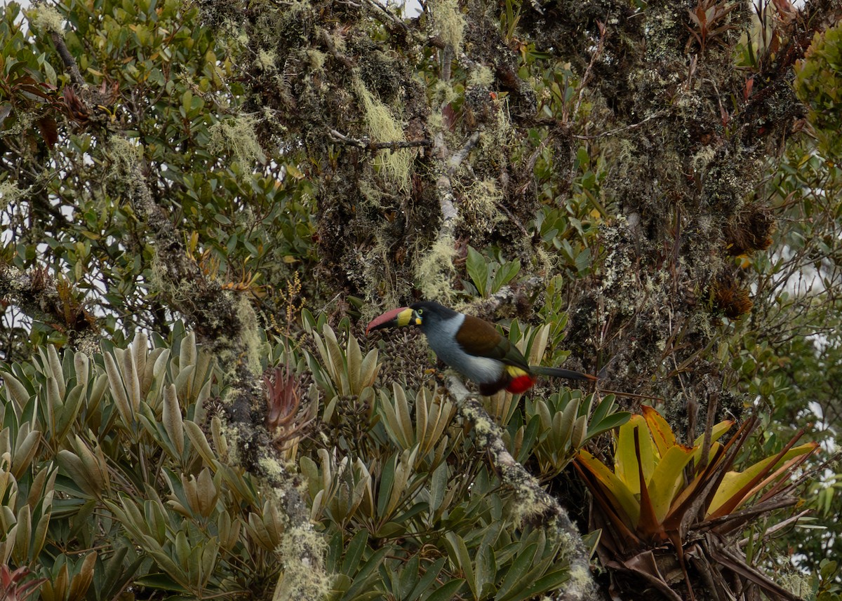 lavendeltukan - ML644630821