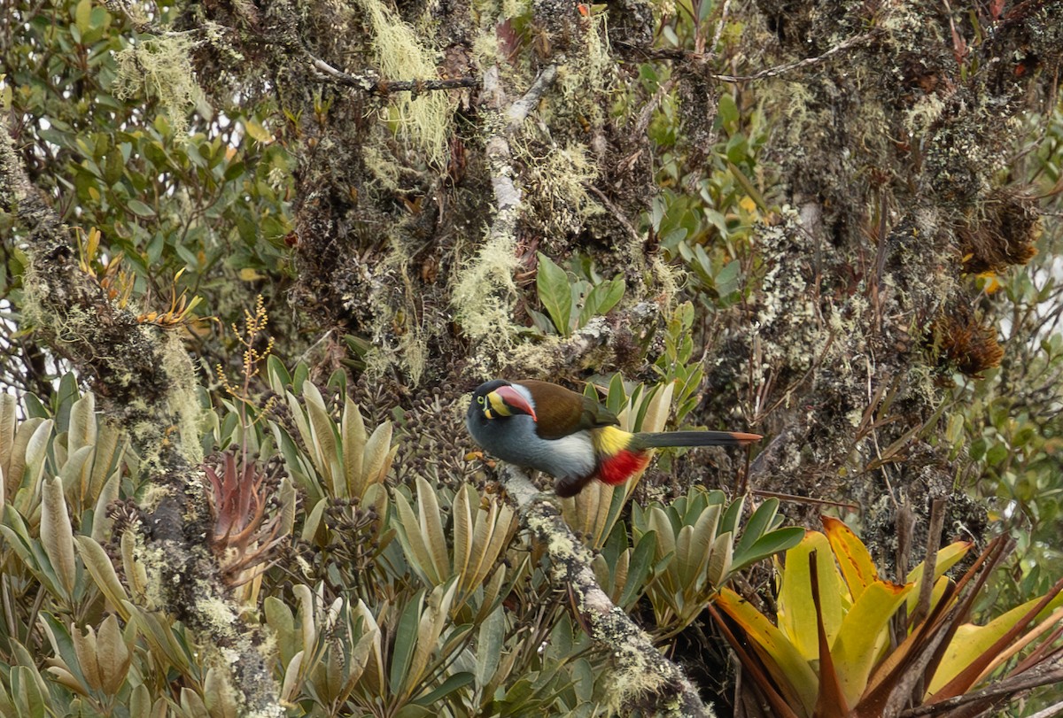 lavendeltukan - ML644630822