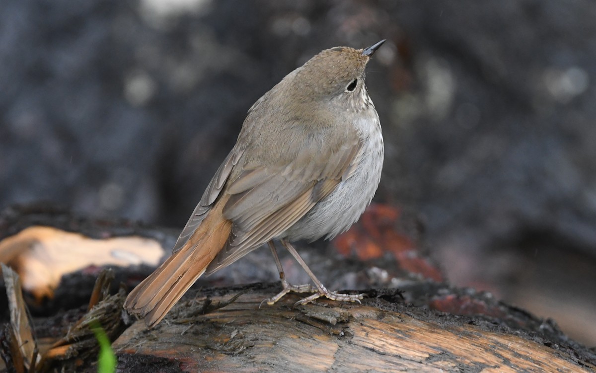 Hermit Thrush - ML644630823