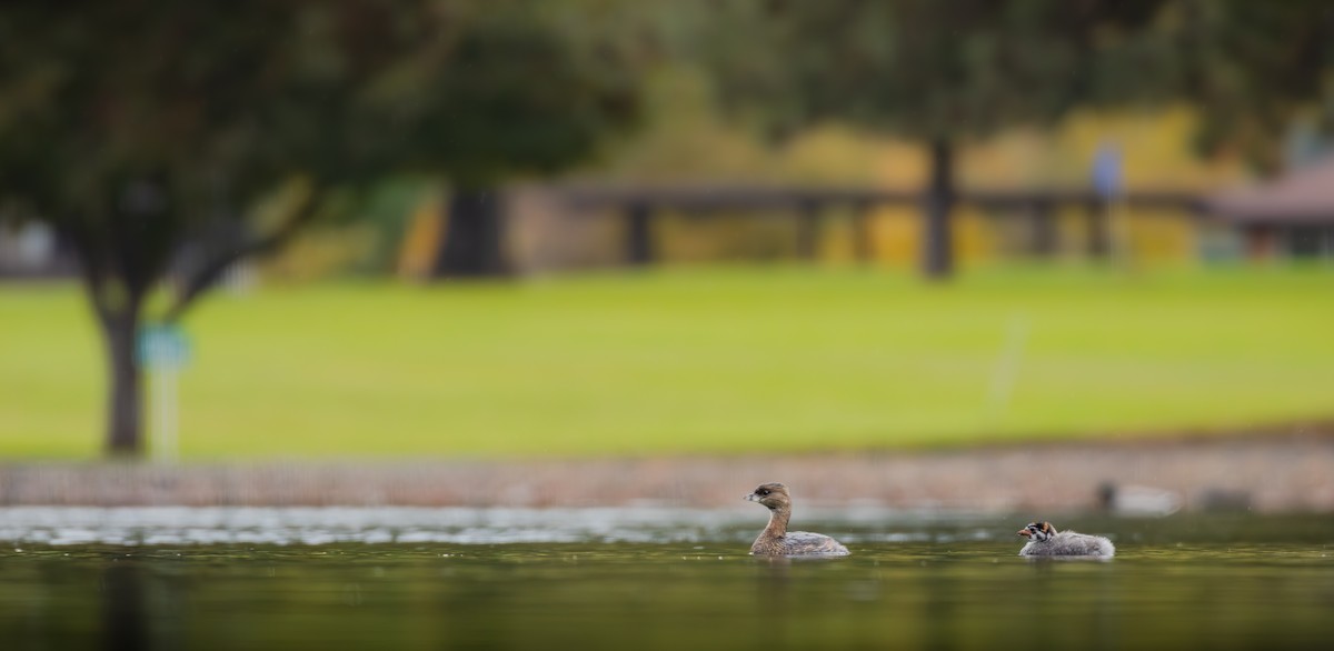 Bindentaucher - ML644630826