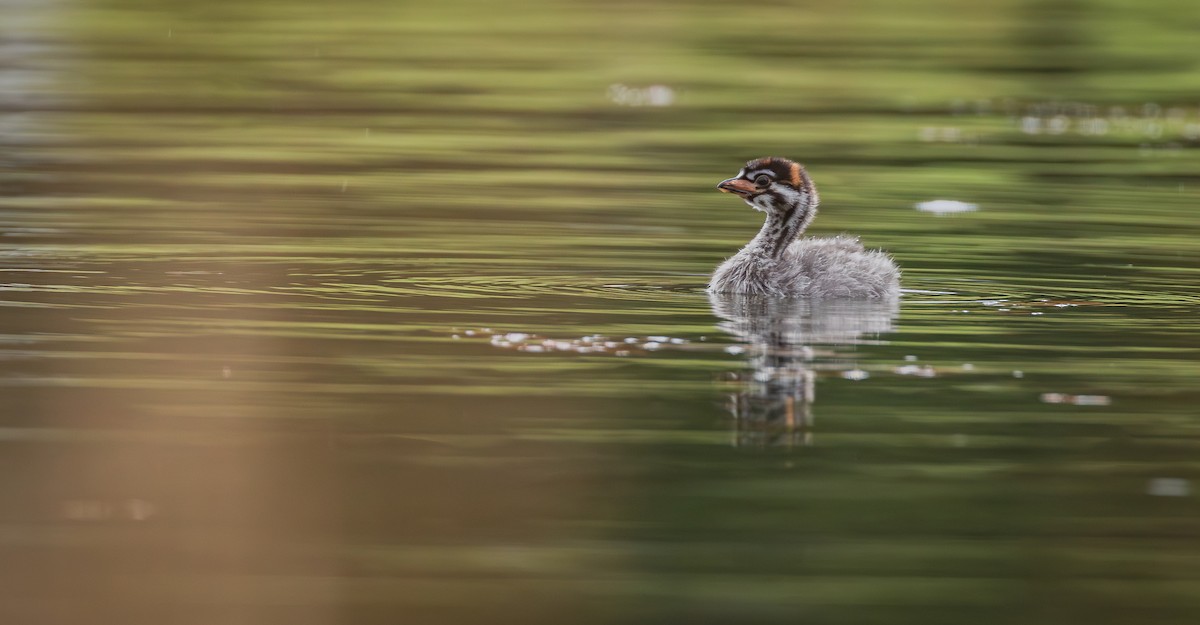 Bindentaucher - ML644630827