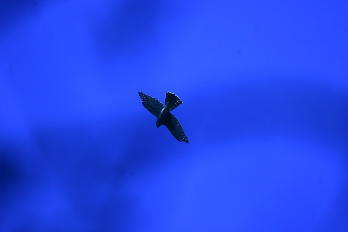 Sharp-shinned/Cooper's Hawk - ML644630831