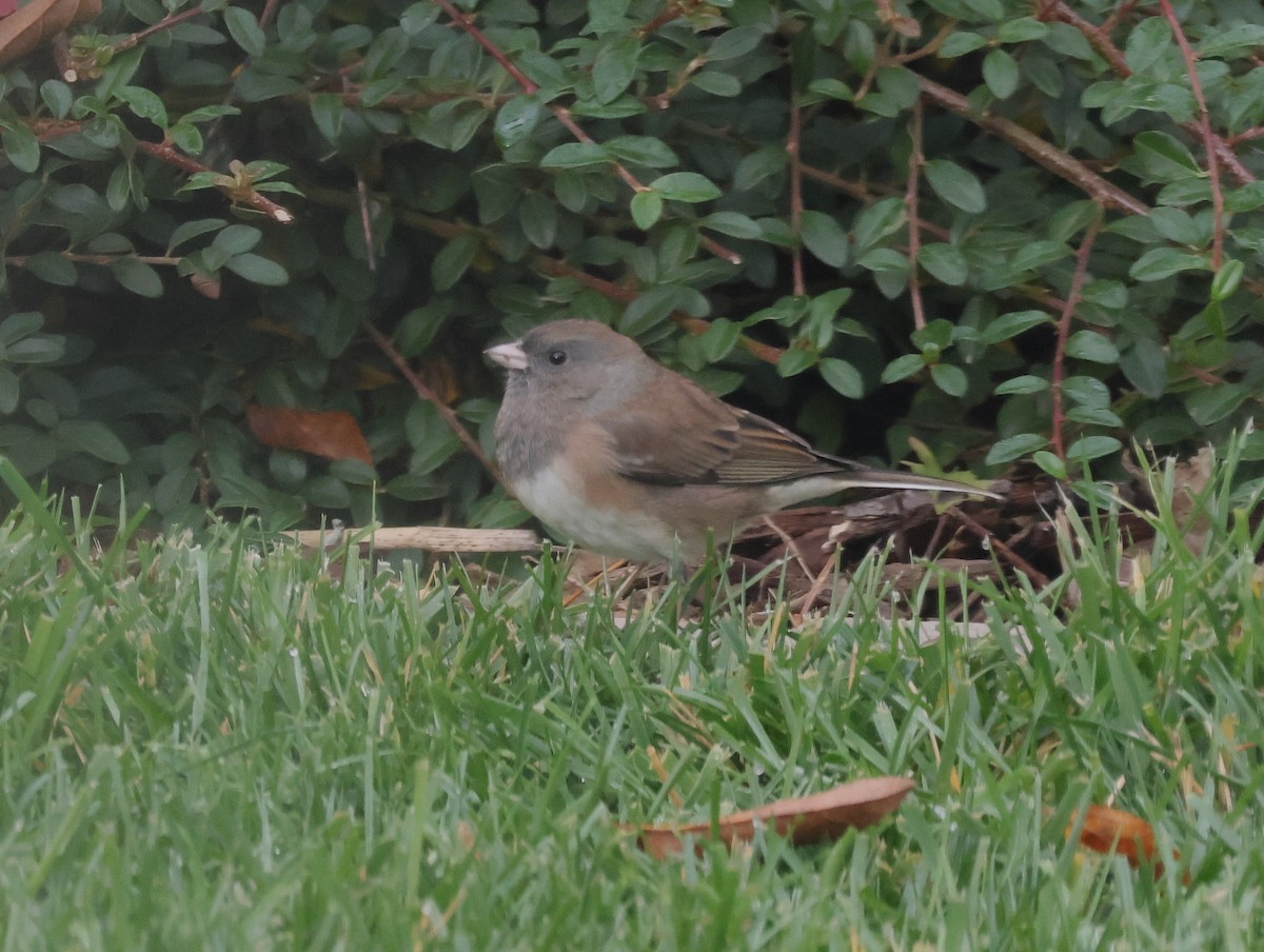 Dark-eyed Junco - ML644630832