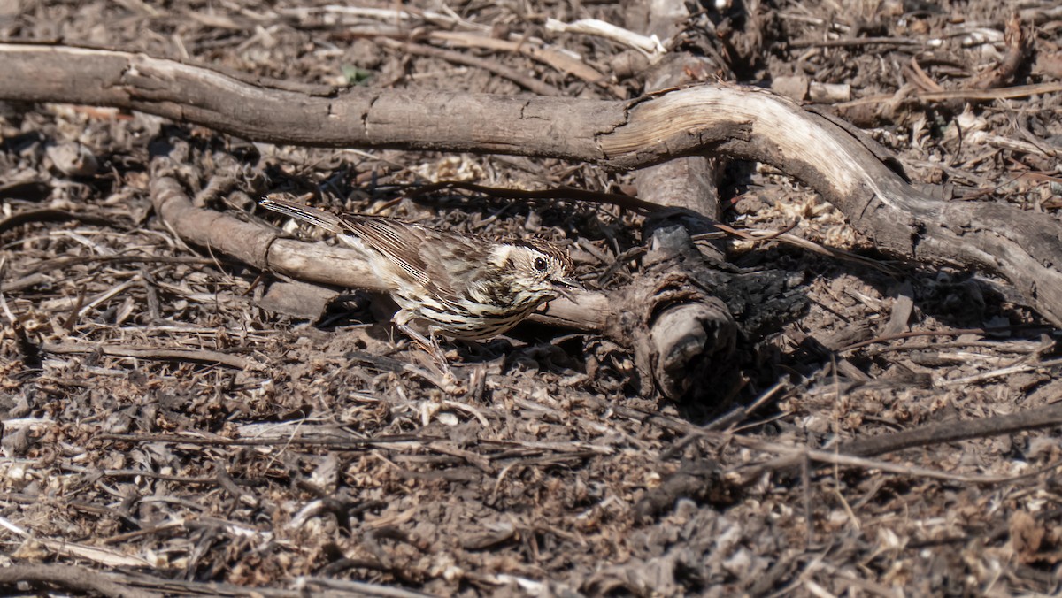 タテフムシクイ - ML644630833