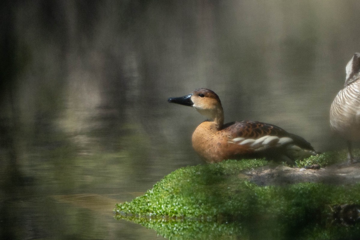 Suirirí Capirotado - ML644630834