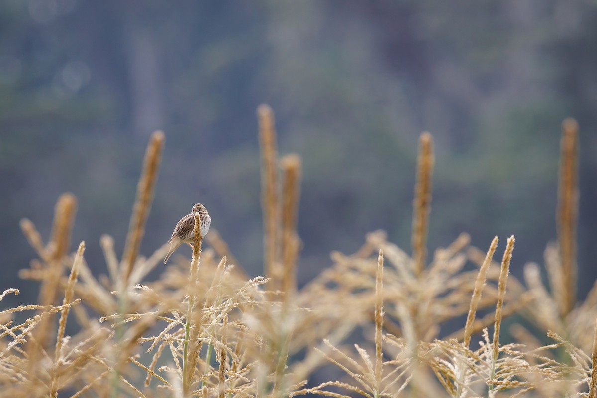 Пасовник савановий - ML644630837