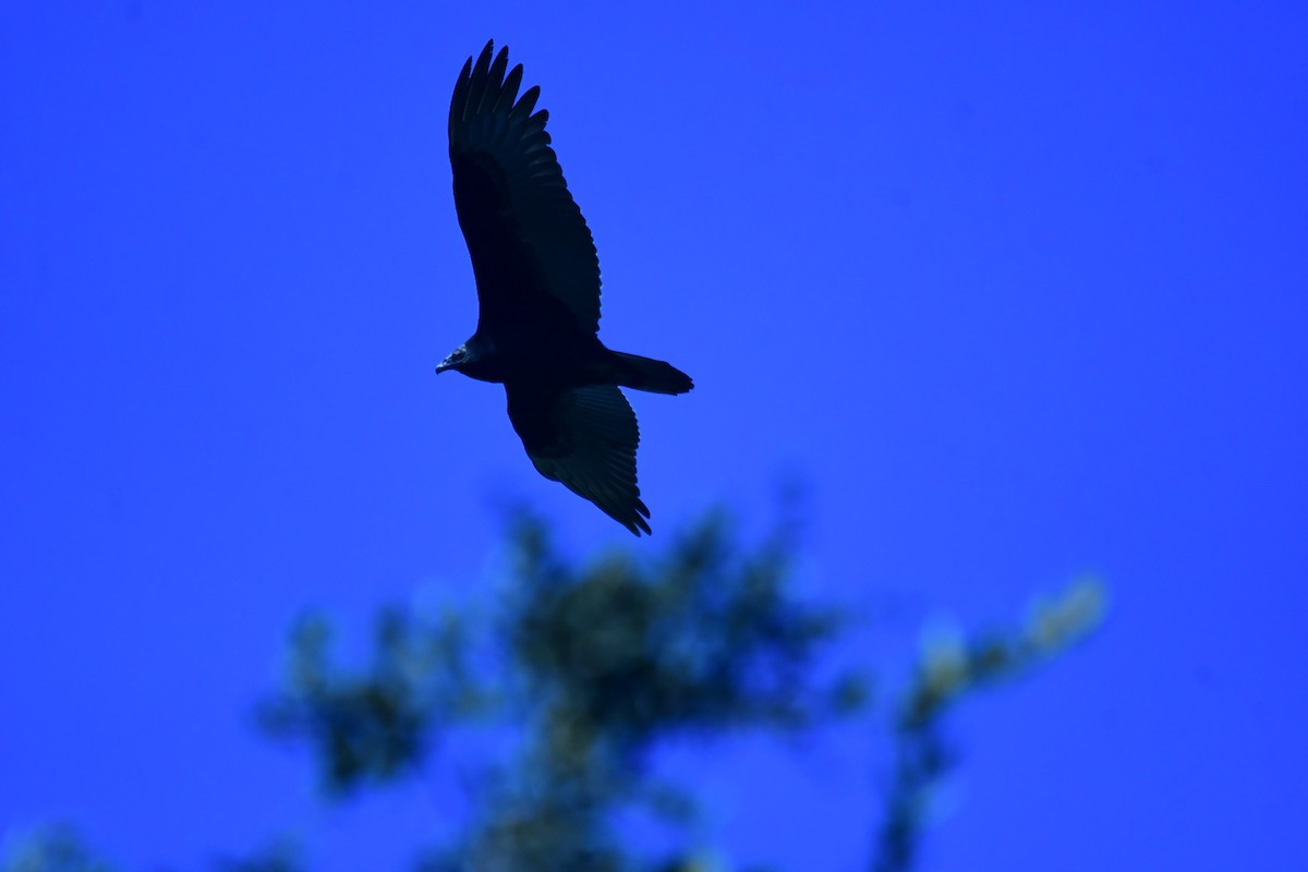 kondor havranovitý - ML644630838