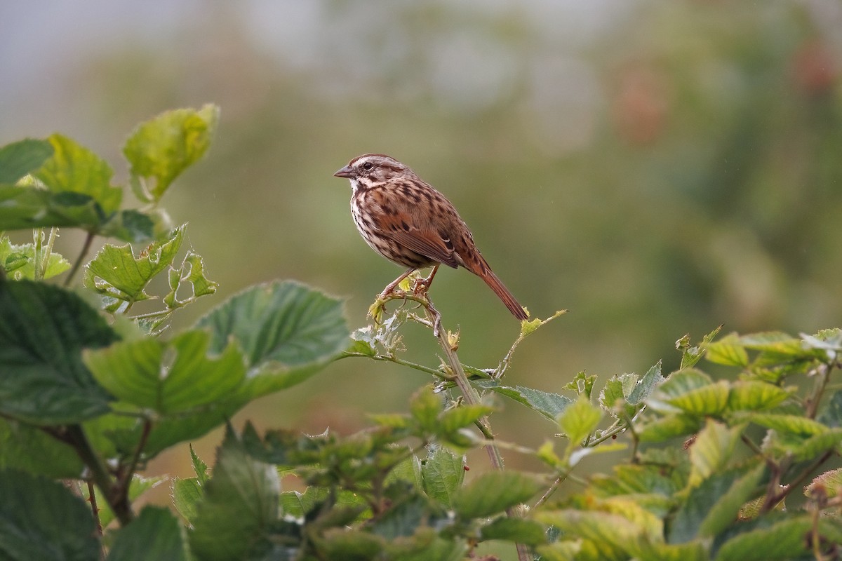 Пасовка співоча - ML644630843
