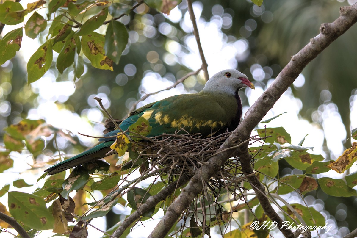 Wompoo Fruit-Dove - ML644630852