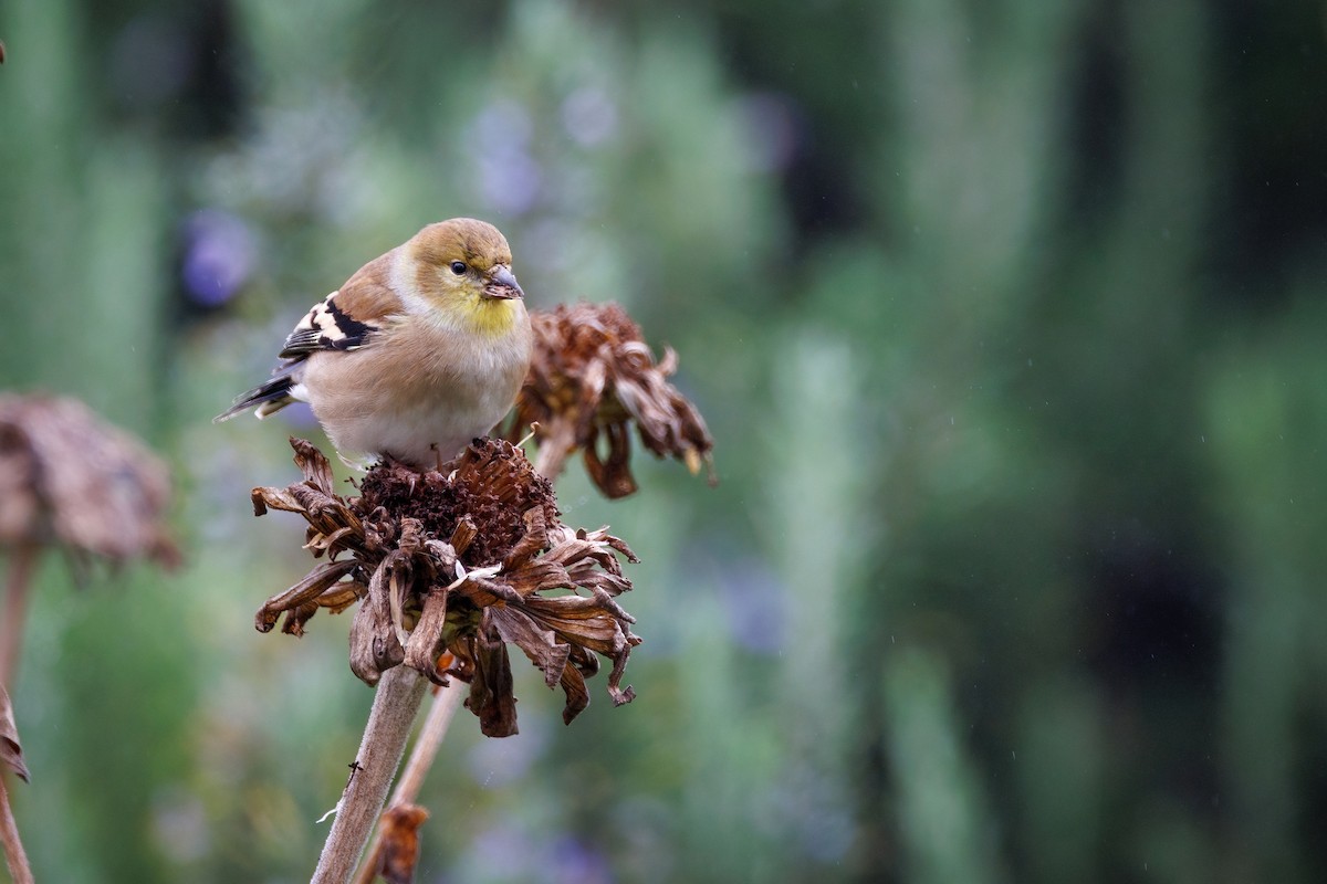 čížek žlutý - ML644630853