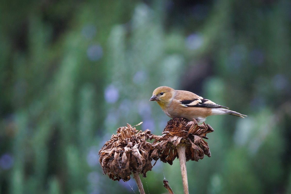 čížek žlutý - ML644630854