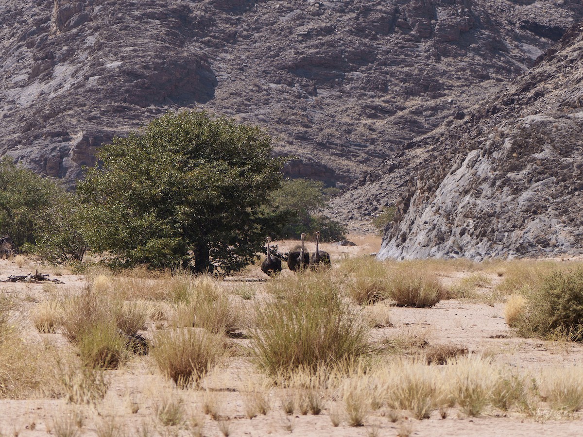 Ostruka arrunta - ML644630858