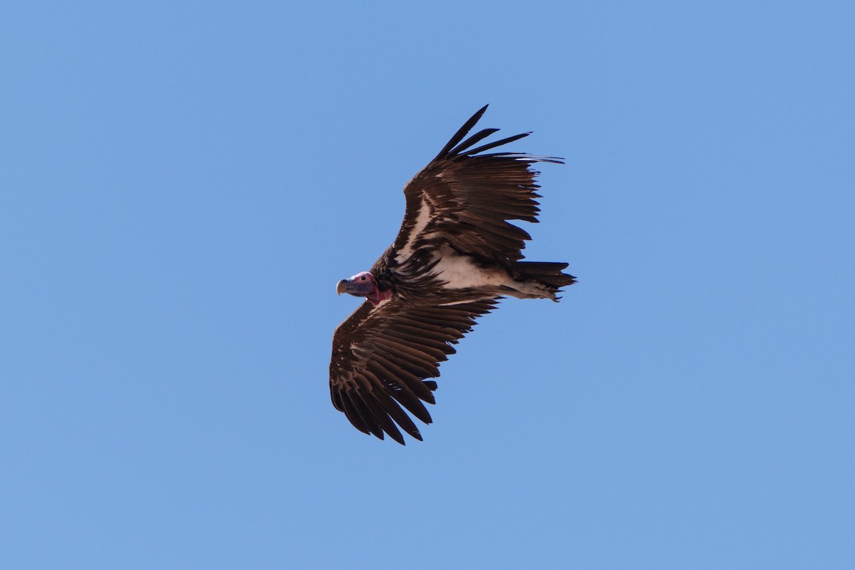 Sai belarriduna - ML644630859